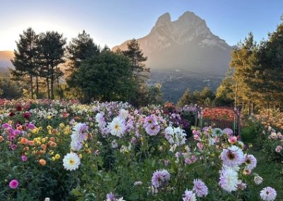 LA FLORACION DE LAS DALIAS EN SALDES CON REGALO, 23 de Septiembre