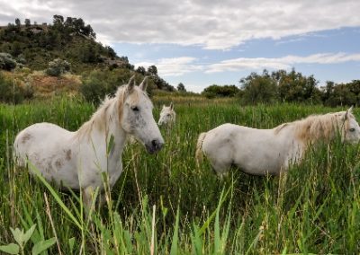 DESCUBRIENDO LA RESERVA NATURAL DE SEBES, 19 de Septiembre